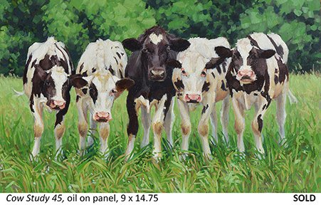 Cow Study 45_t4.jpg