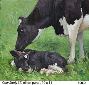 Cow Study 37_t4.jpg