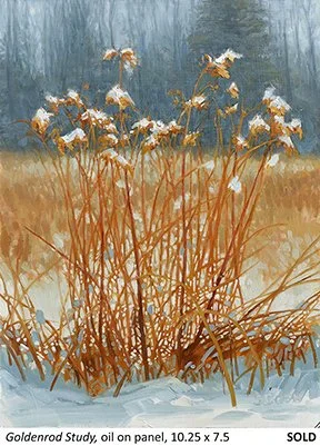 Goldenrod Study_t4.jpg