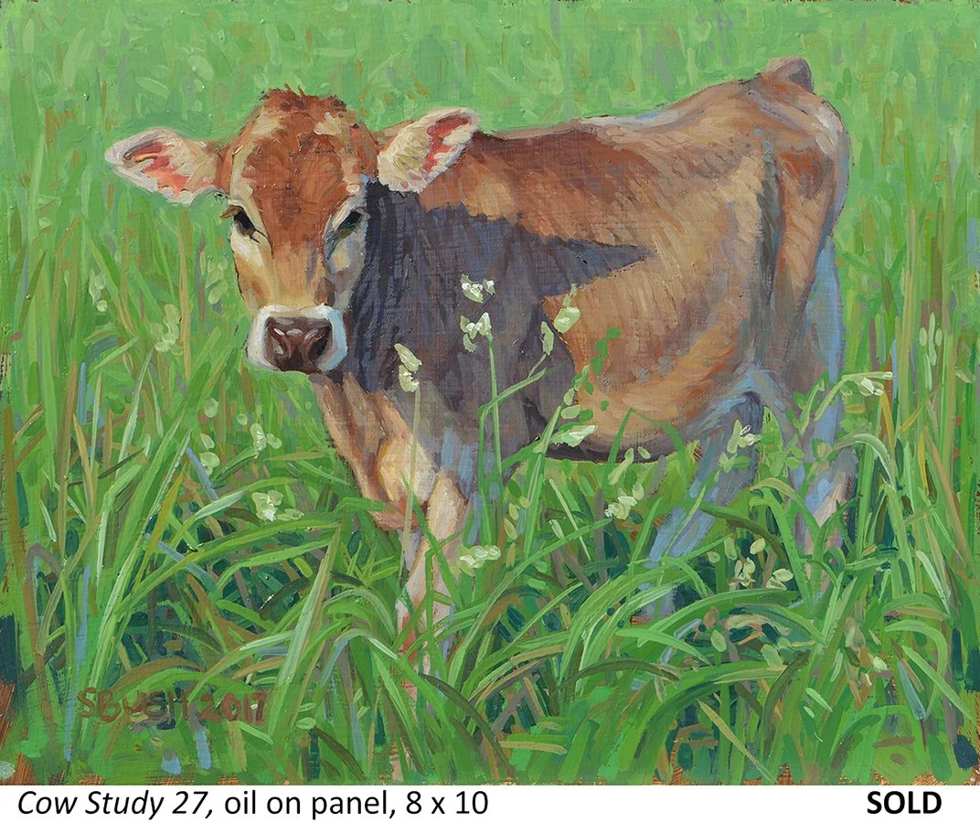 Cow Study 27_t4.jpg