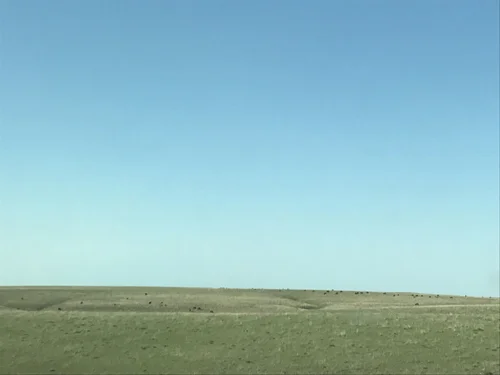 "Specks of Cows" by Katie Himmel