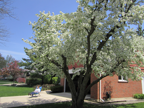 Logging of the Family Tree