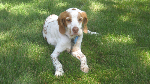 Max, the family dog, during lazier, shadier times under the crabapple tree.