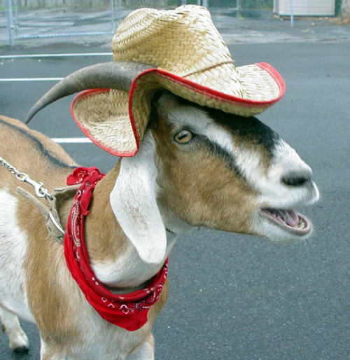 Goat.png