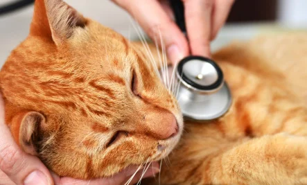This kitty is sick. But don't worry because there is a stethoscope. Bonus human mammal hands.