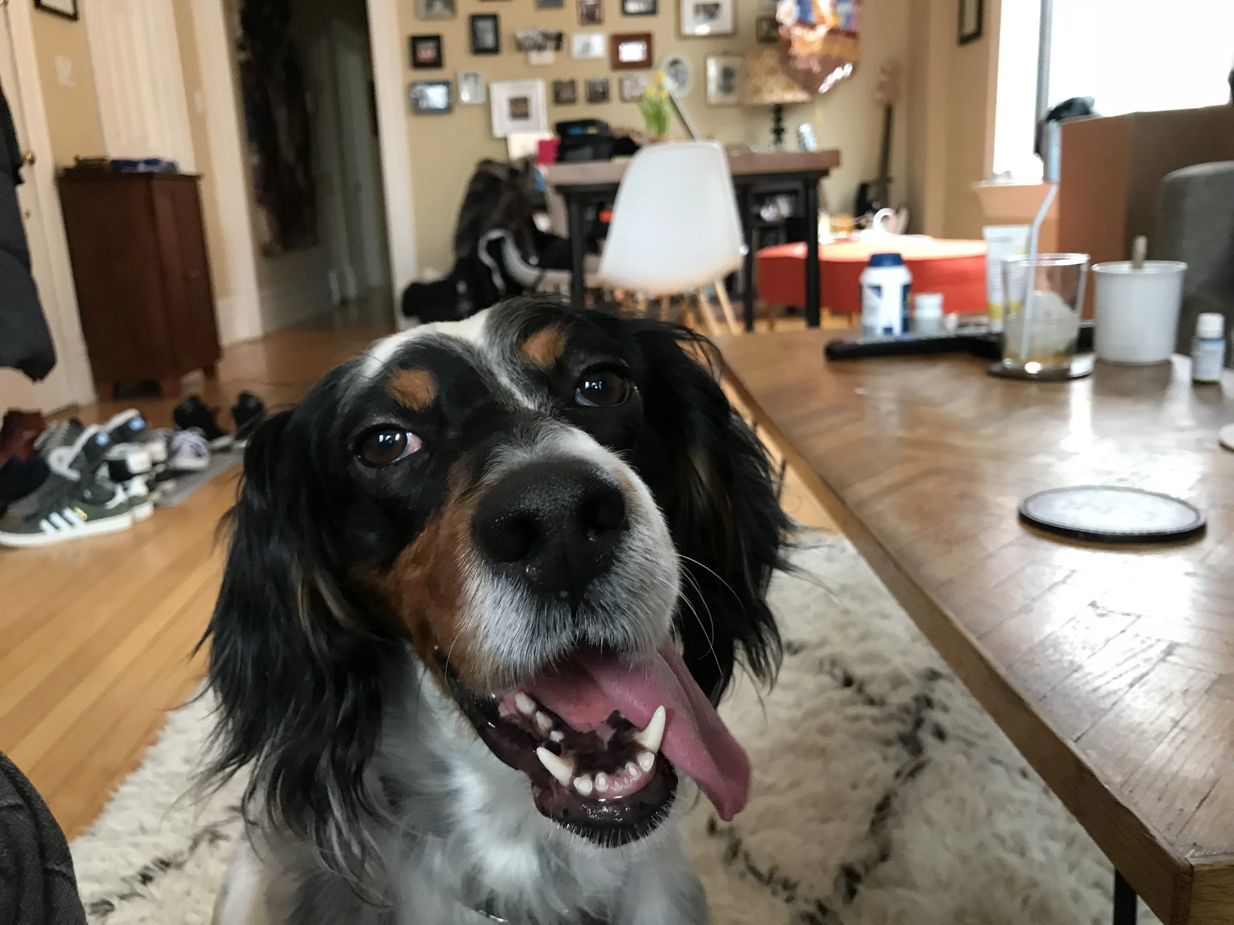 Wilhelmina 'Mina' Ruth Bader Ginsburg Fendon happy and not covered in her own shit. Good girl!