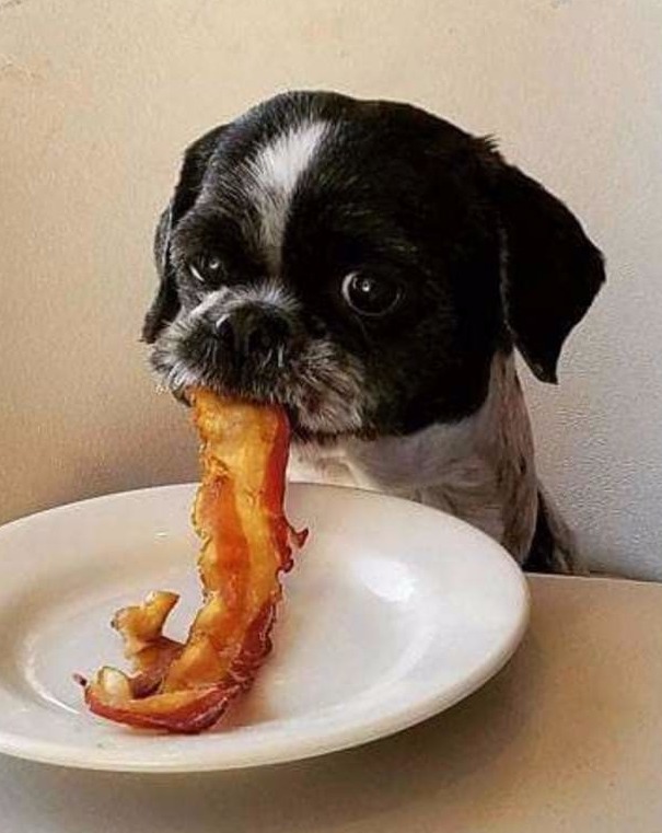 Quotcant+i+eat+my+bacon+in+peace+without+you+making+_d5ab9b5aefccae87be495802cbe7d51e.jpg
