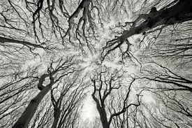 forest fractal.jpg
