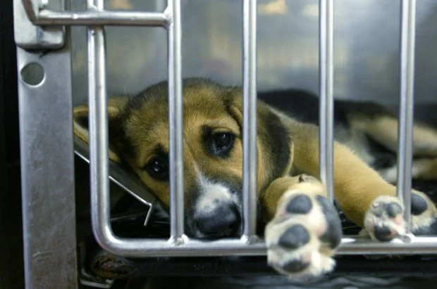 According to the ASPCA website, 5–9 million companion animals are euthanized every year in the U.S. I can actually hear Sarah McLachlan when I look at this photo.