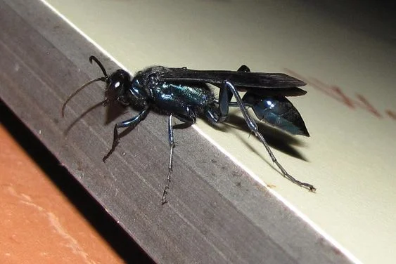 This is a mud dauber, not a black wasp. These things have haunted my dreams.