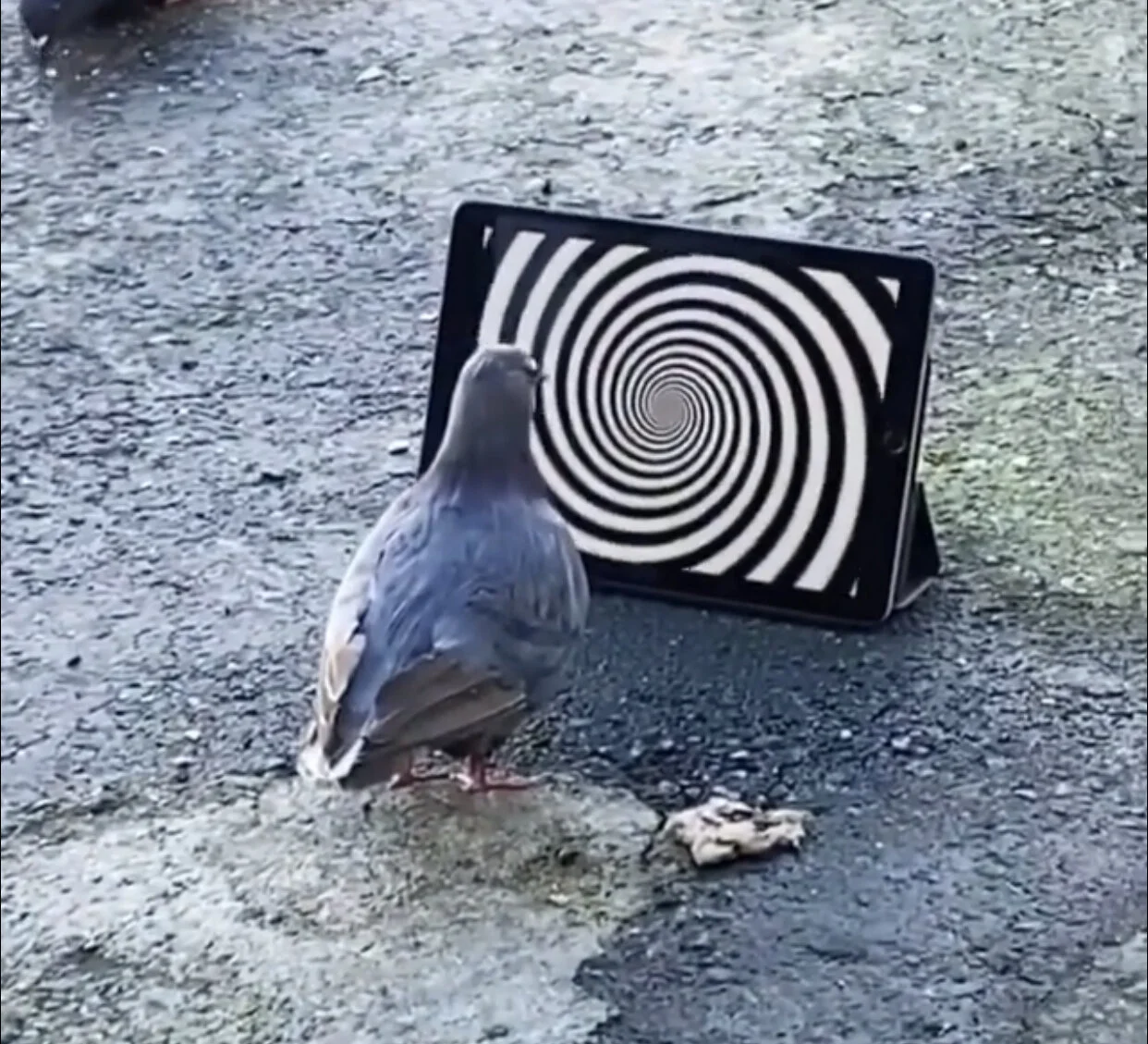 History is a Puzzle Box of Rashomon