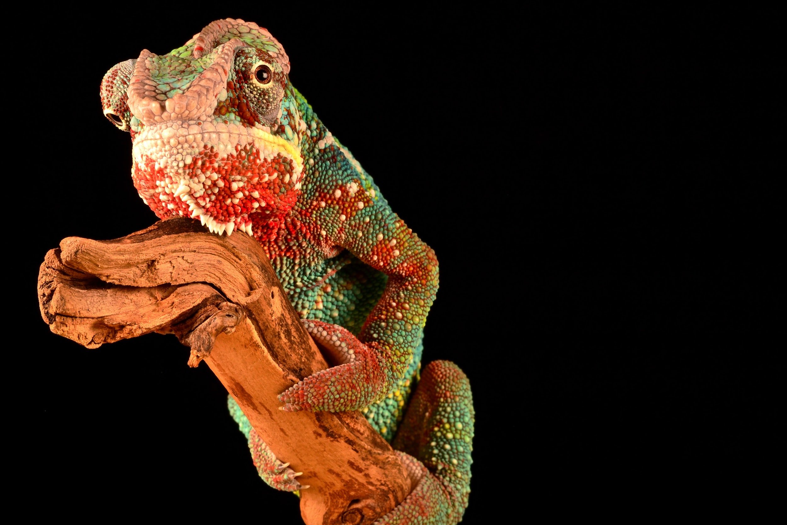 The Chameleon