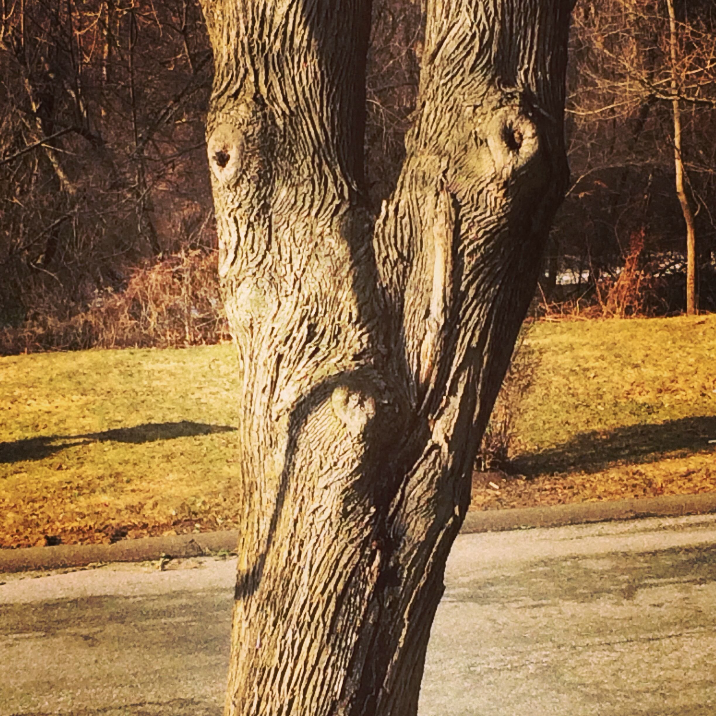 The Dumbass Tree