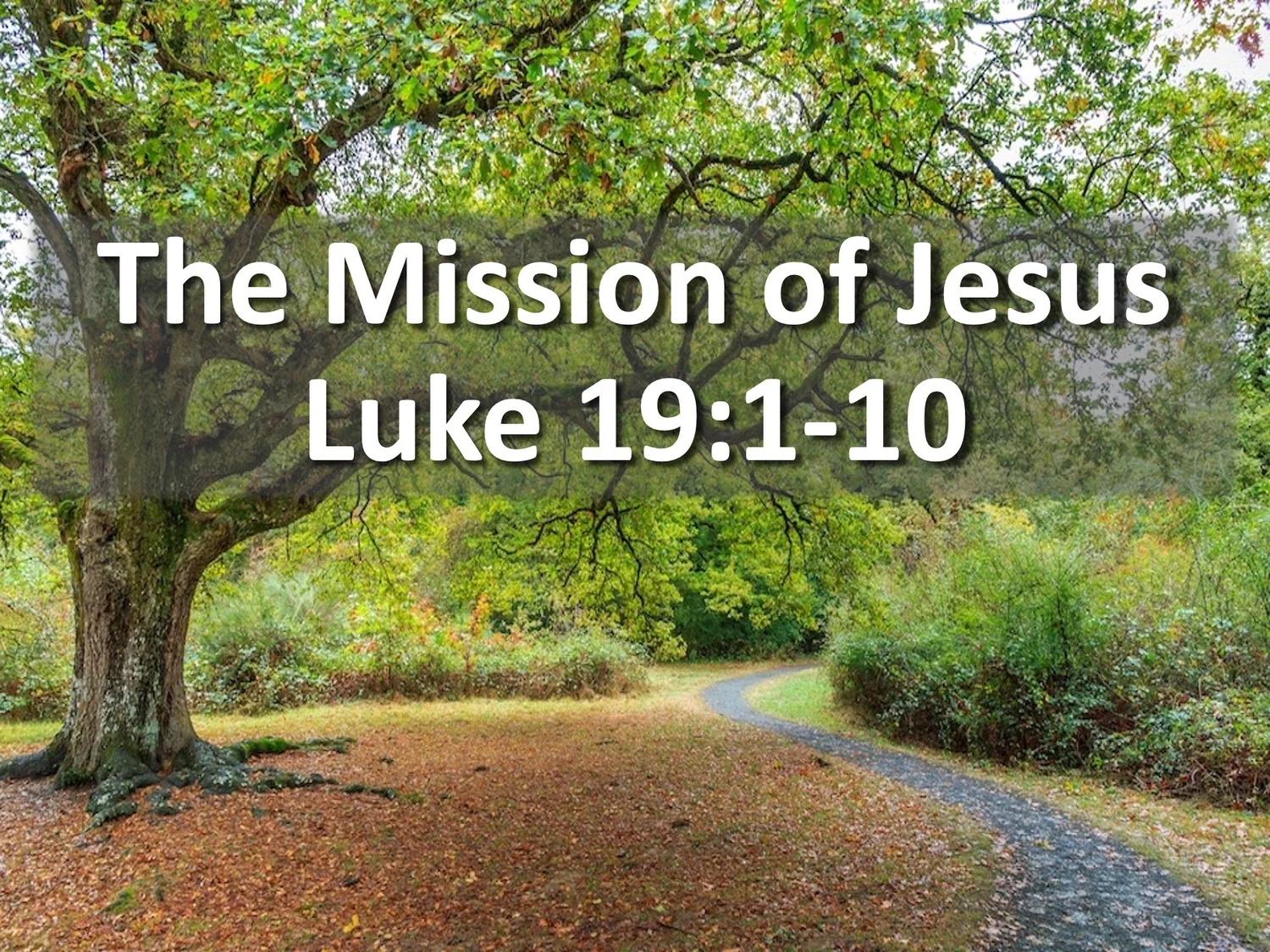 The Mission of Jesus - Luke 19:1-10  5/5/24 episode artwork