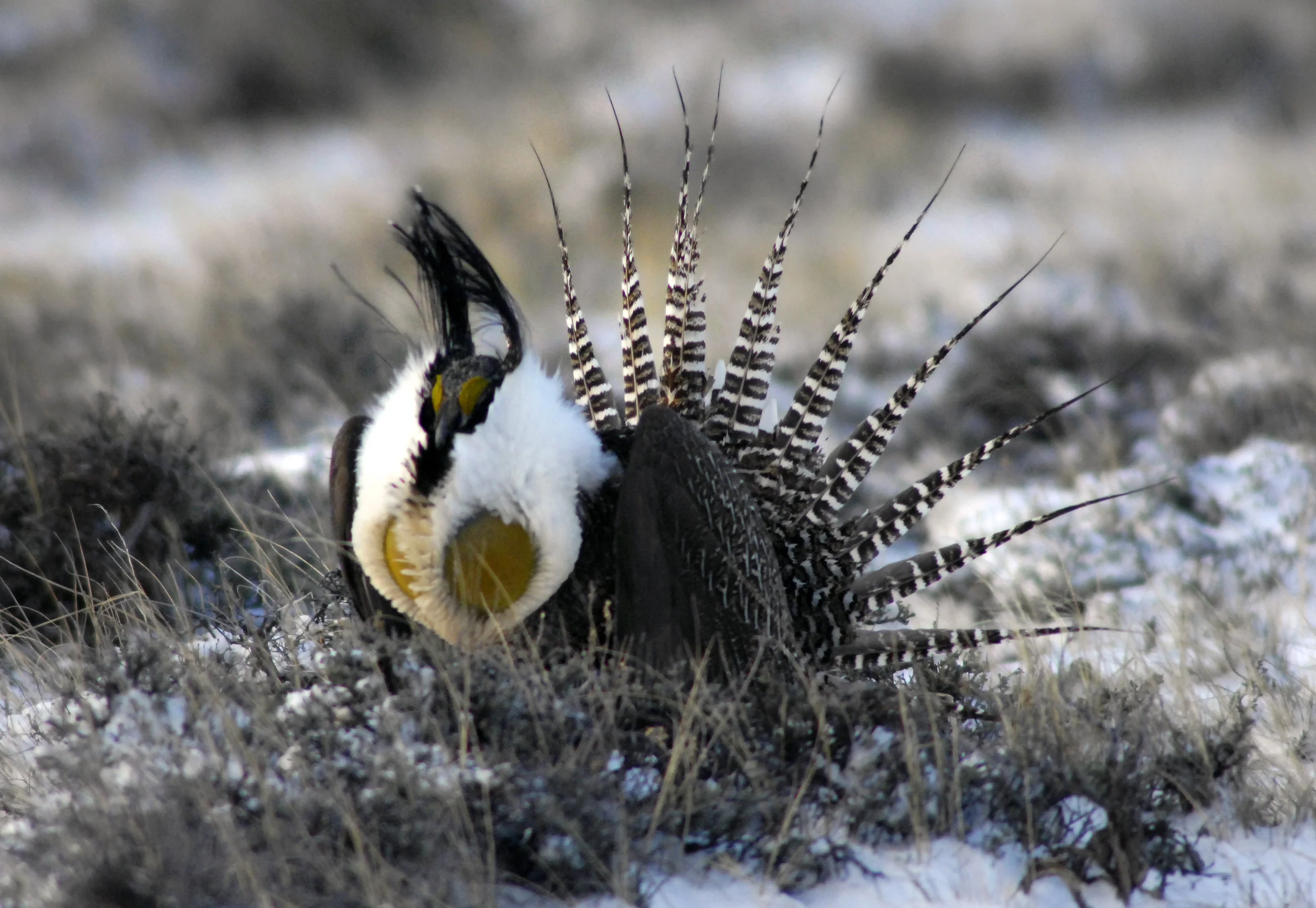 Male Gunnison sage-grouse courtship display. Photo by Helen Richardson, the Denver Post.