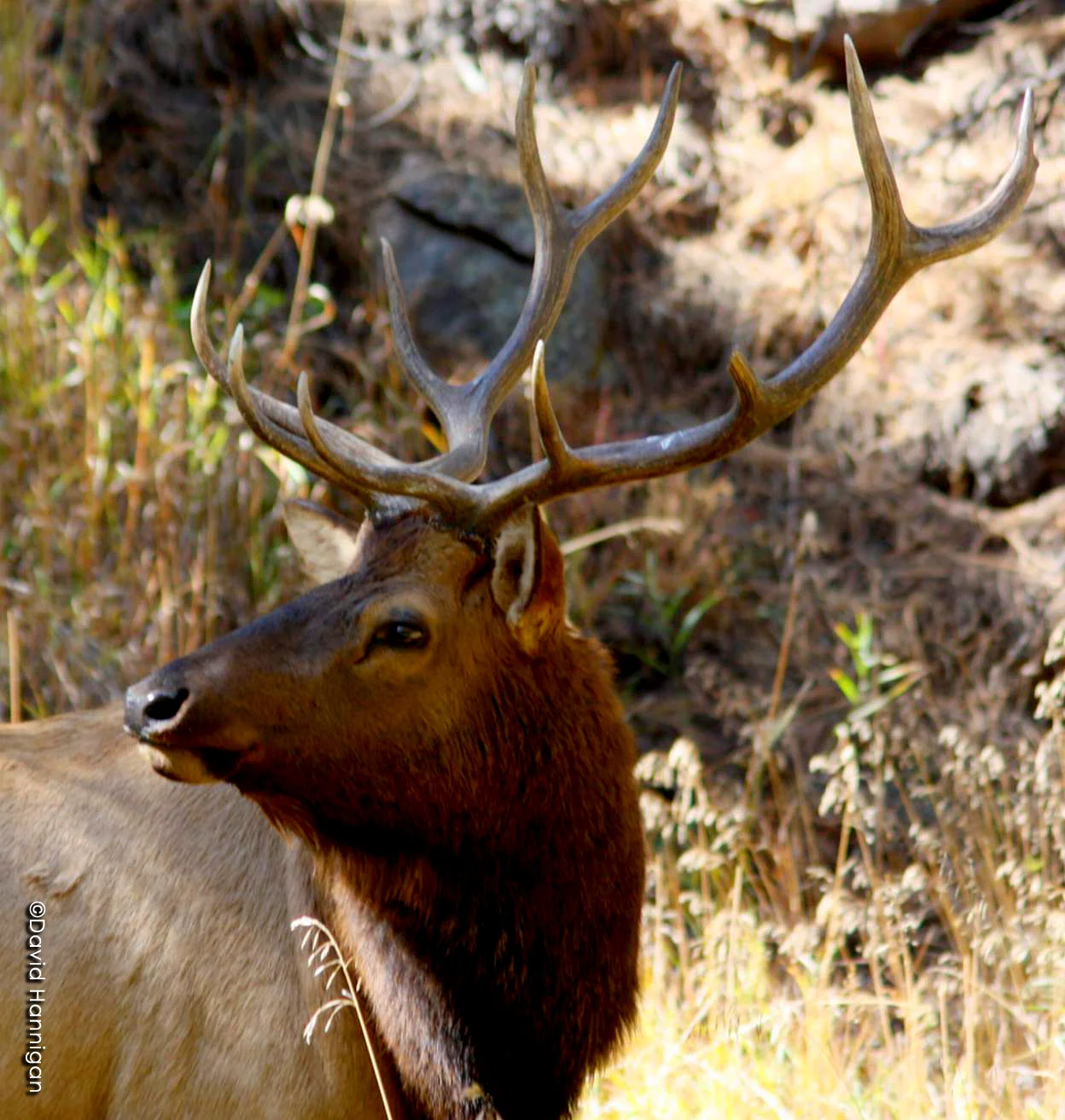 elk.jpg