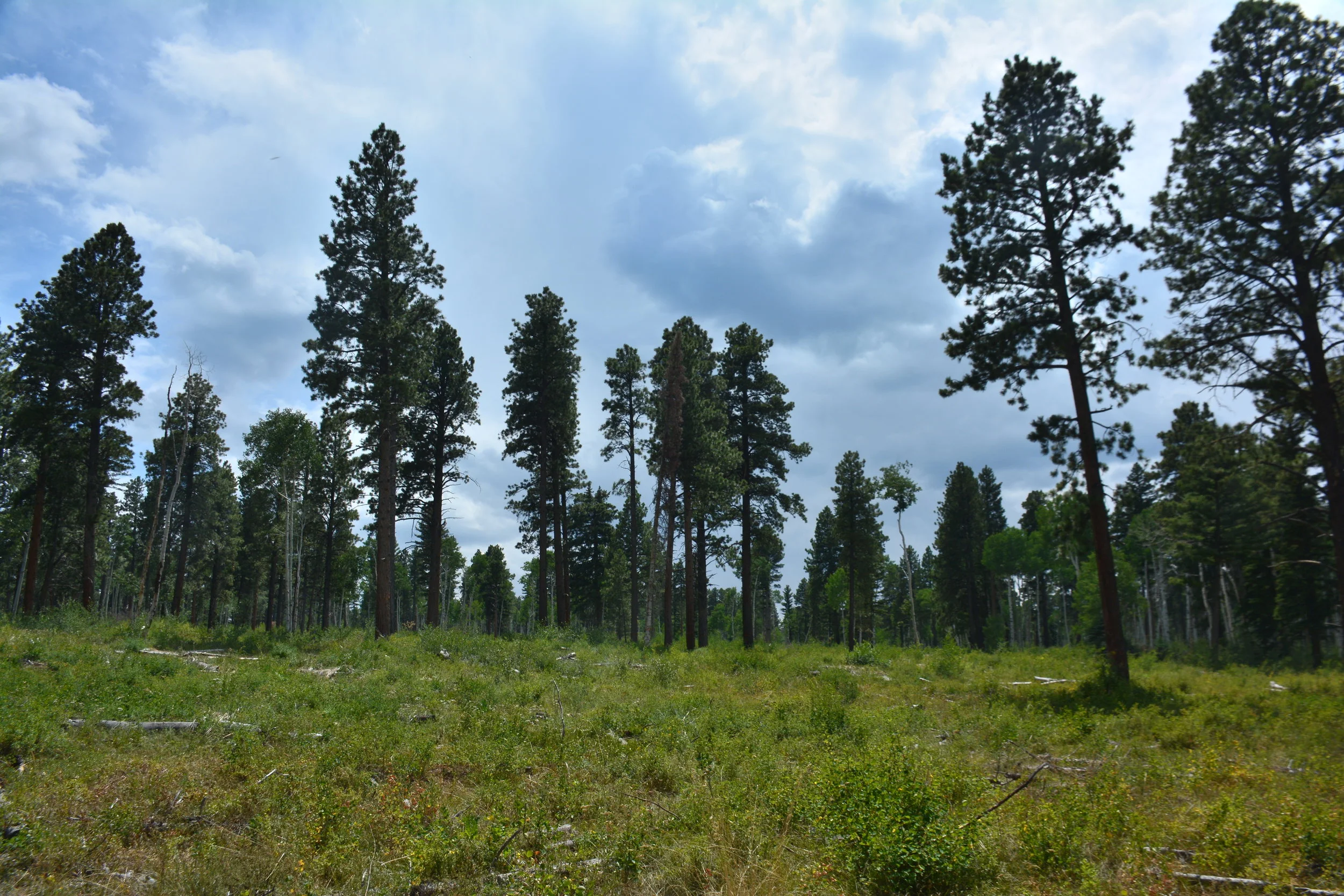 An overly-dense forest was thinned to reduce the danger of catastrophic wildfire and to improve wildlife habitat.