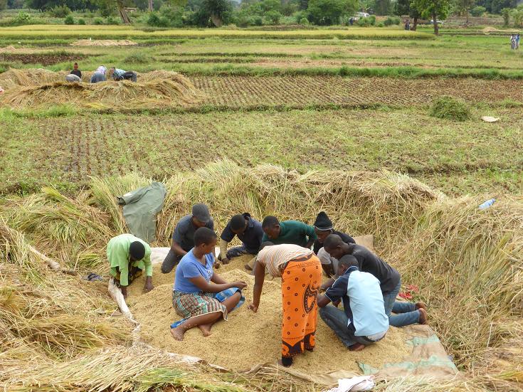 Mandaka_farm_rice_harvest.JPG