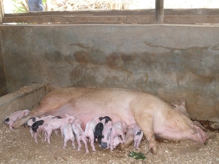 baby_pigs.jpg