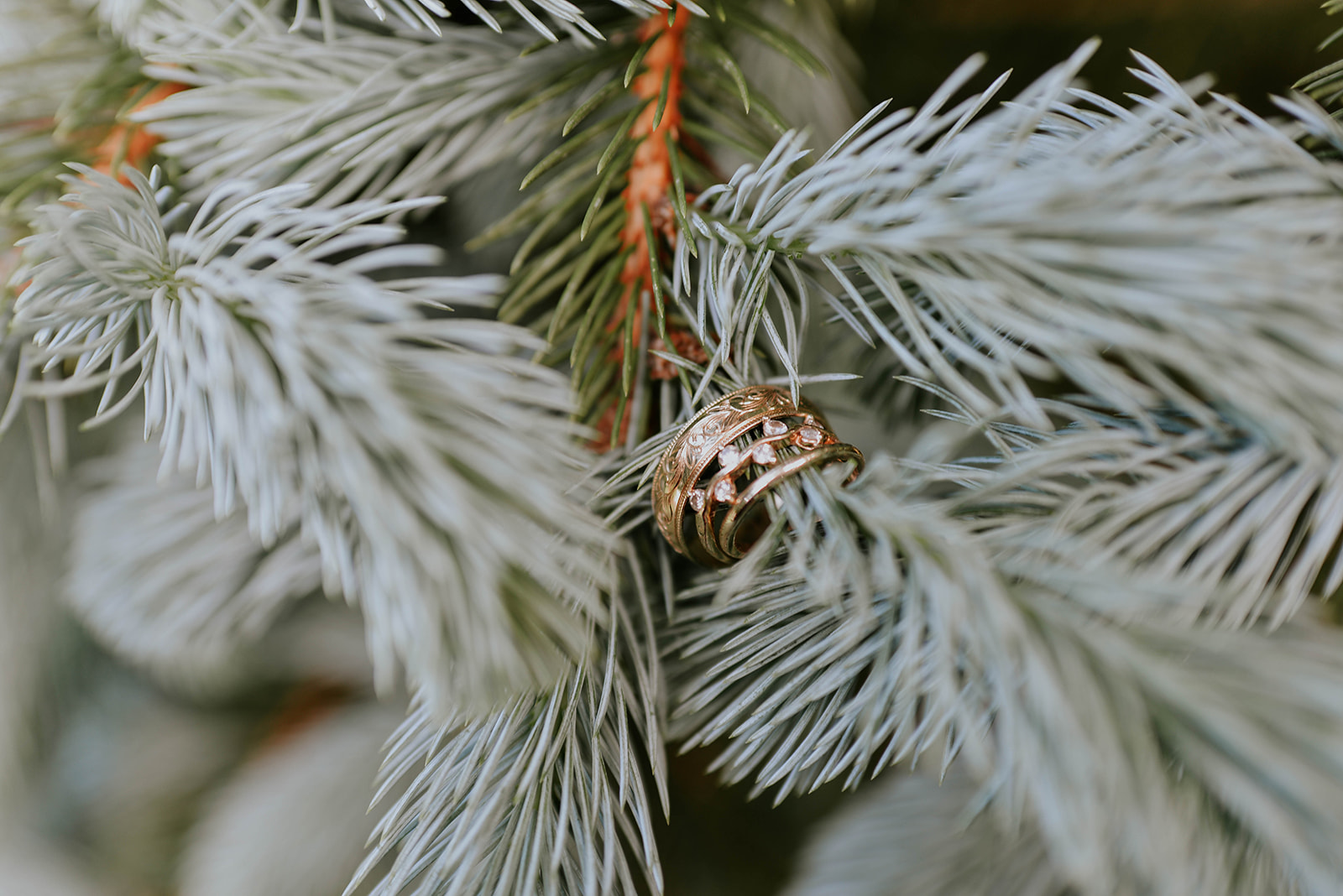 Intimate Mountain Wedding at White Fence Farm in Trade, TN