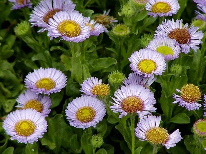 Wildflower Hikes of the Bay Area