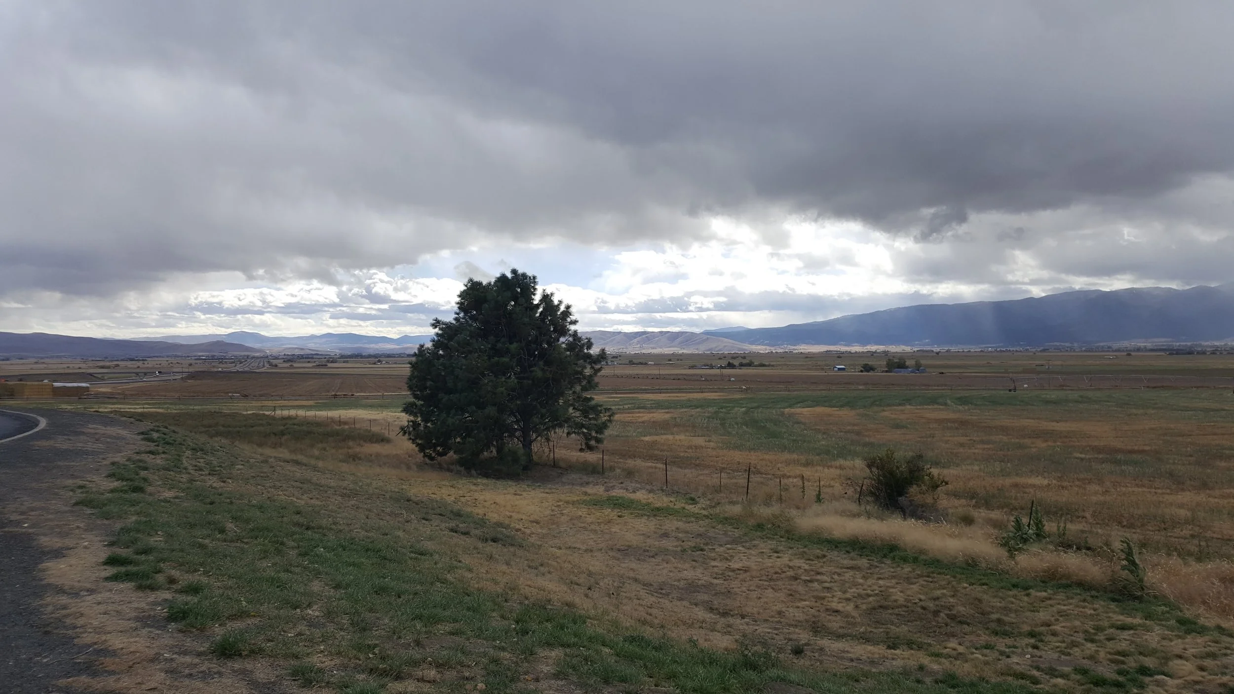 lone tree.jpg