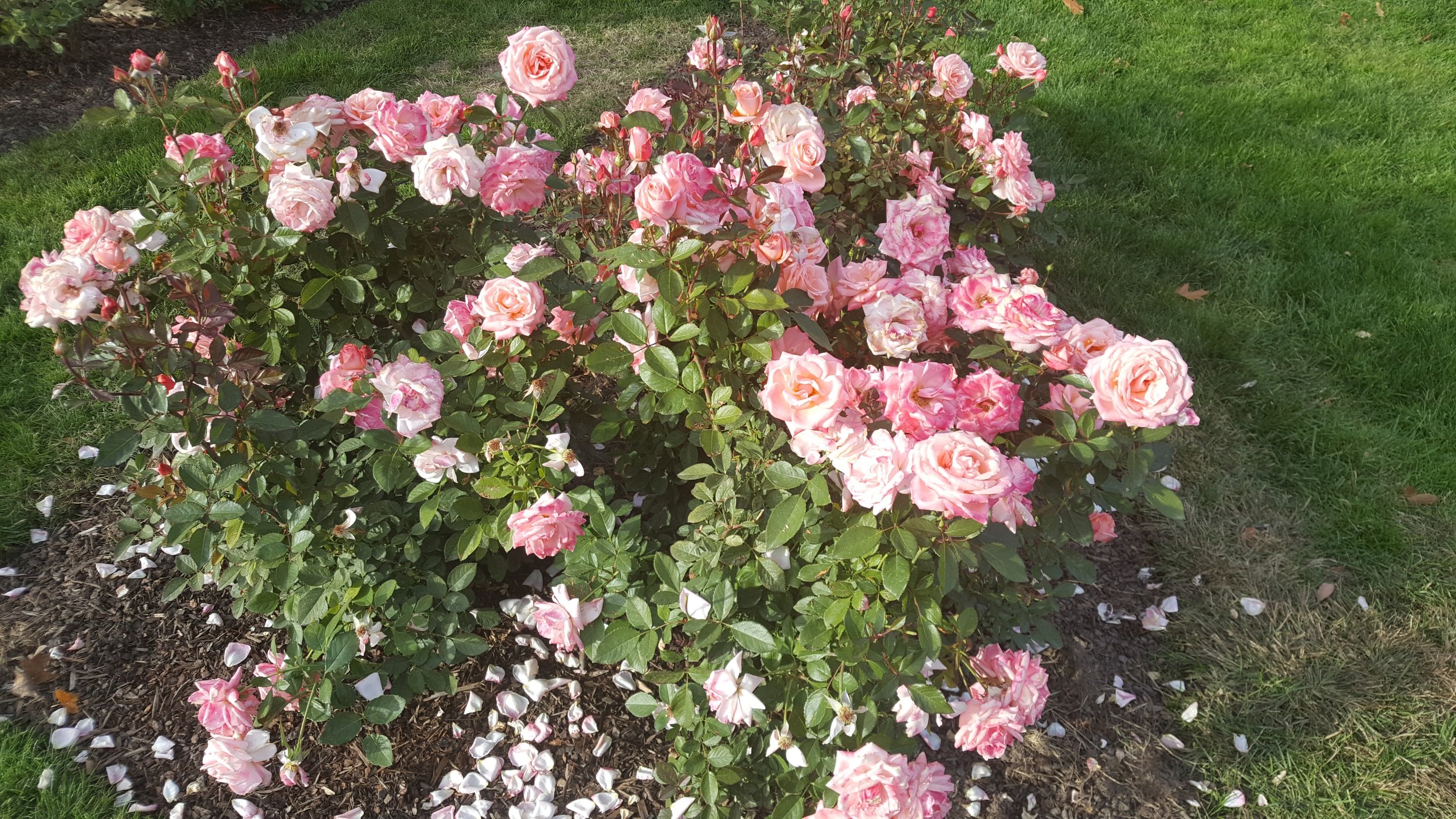 rose garden3.jpg