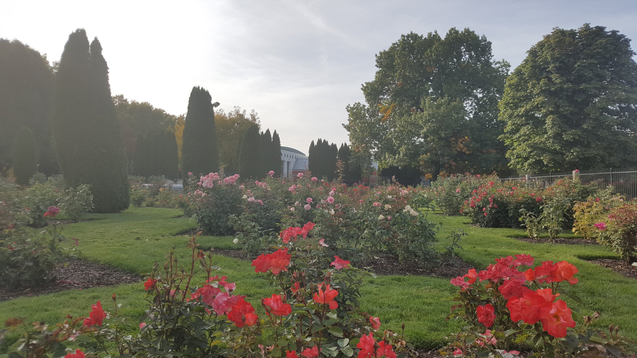 rose garden5.jpg