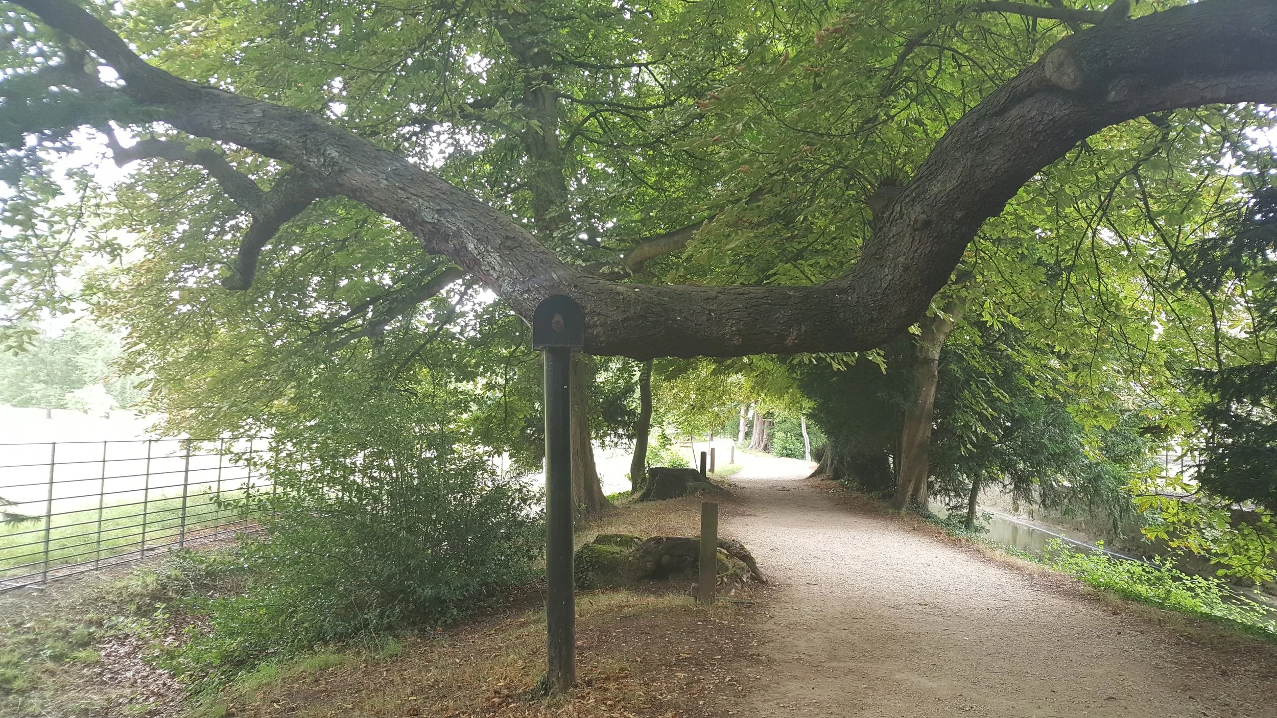 bent tree.jpg
