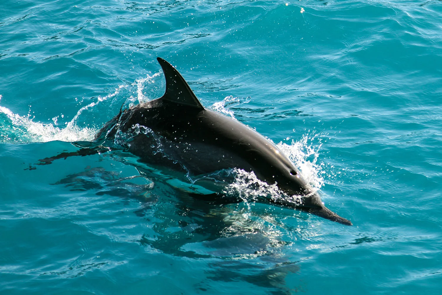 Dolphin_web.jpg
