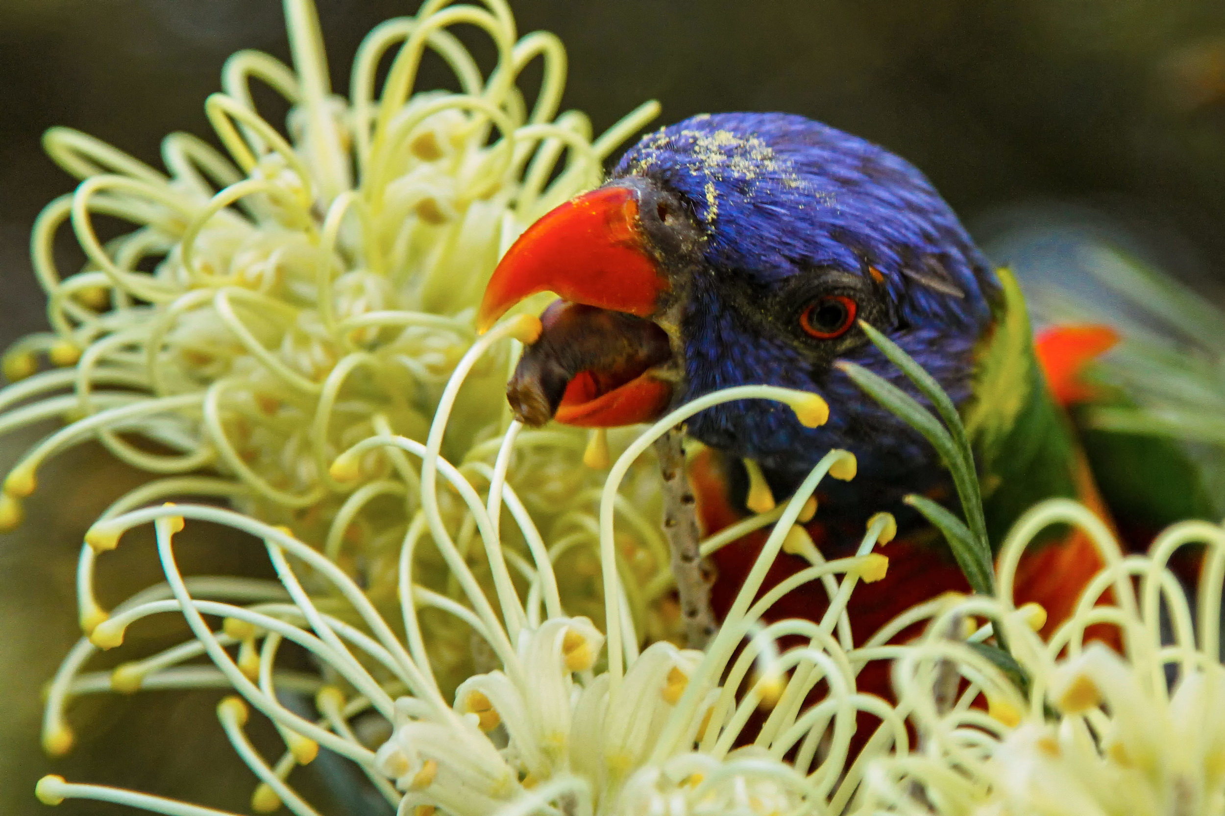 Parrot_0005_FINAL.jpg