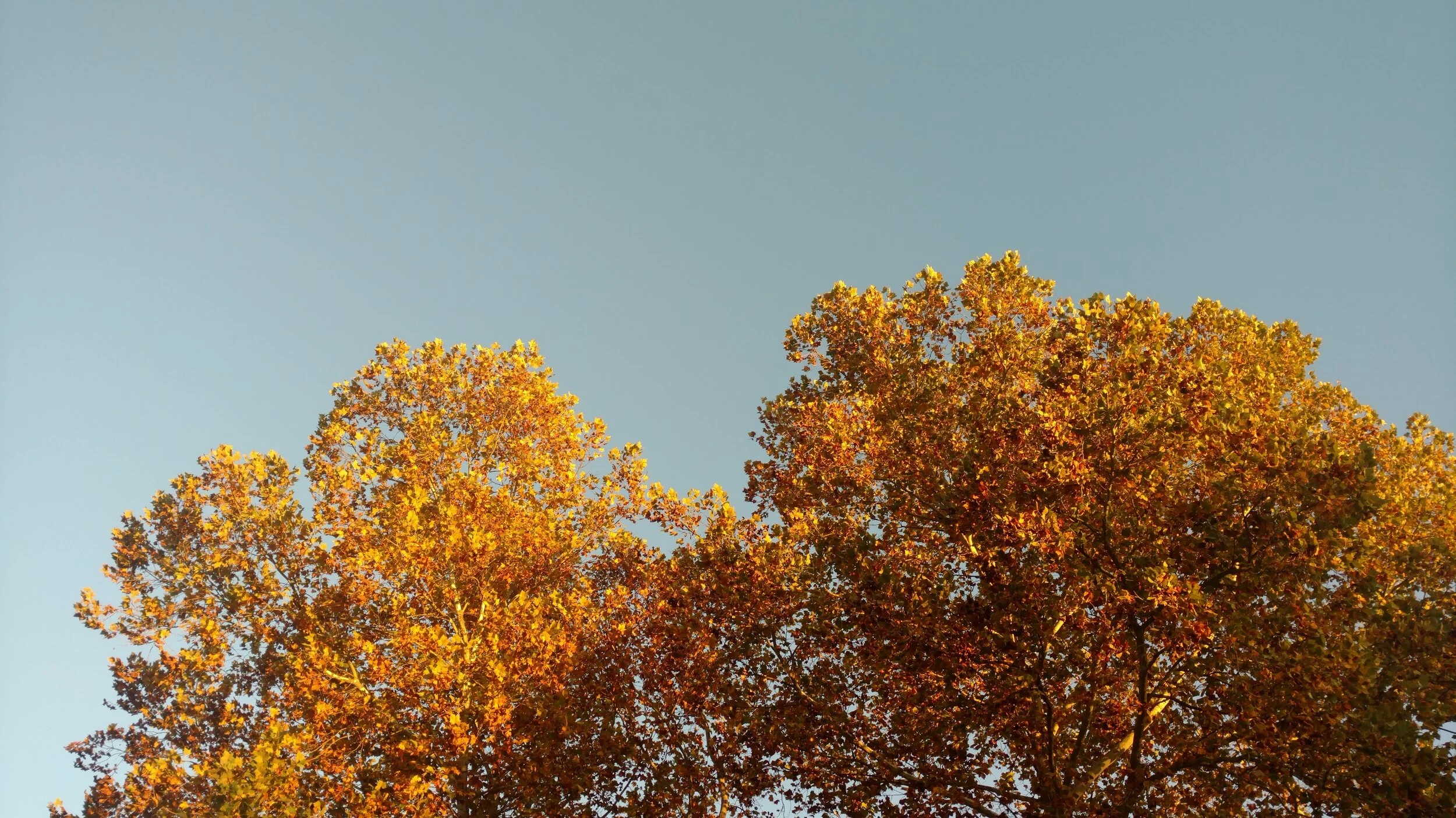 TGIF: Roundup for November 6, 2020