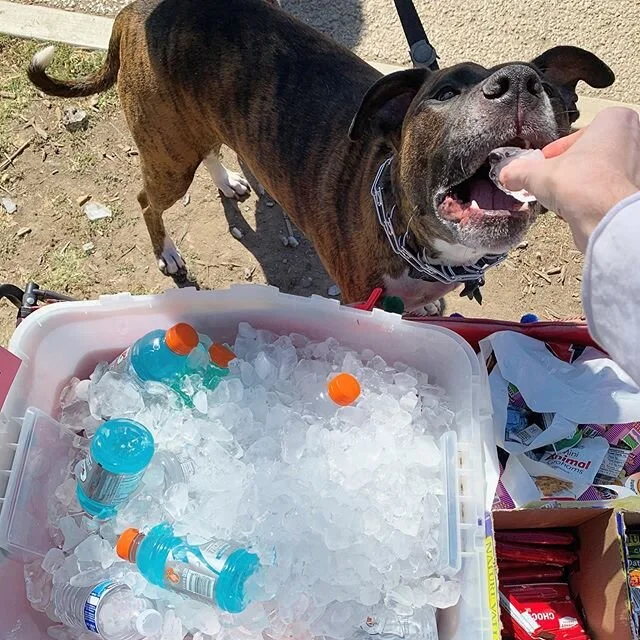 Puppers and Doggos love the hydration station! 💙