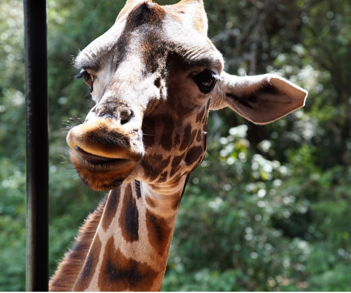 Afew Giraffe Center, Nairobi Kenya
