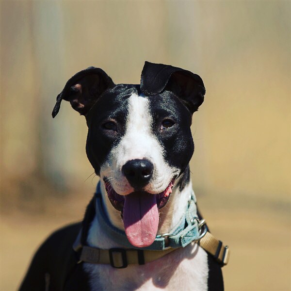 Come meet #dogs like Daisy, current resident of @sdhumanesociety during our #nationaldodday event @theparksd