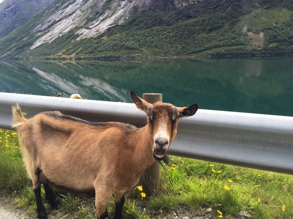 Floro Norway Goat Crossing