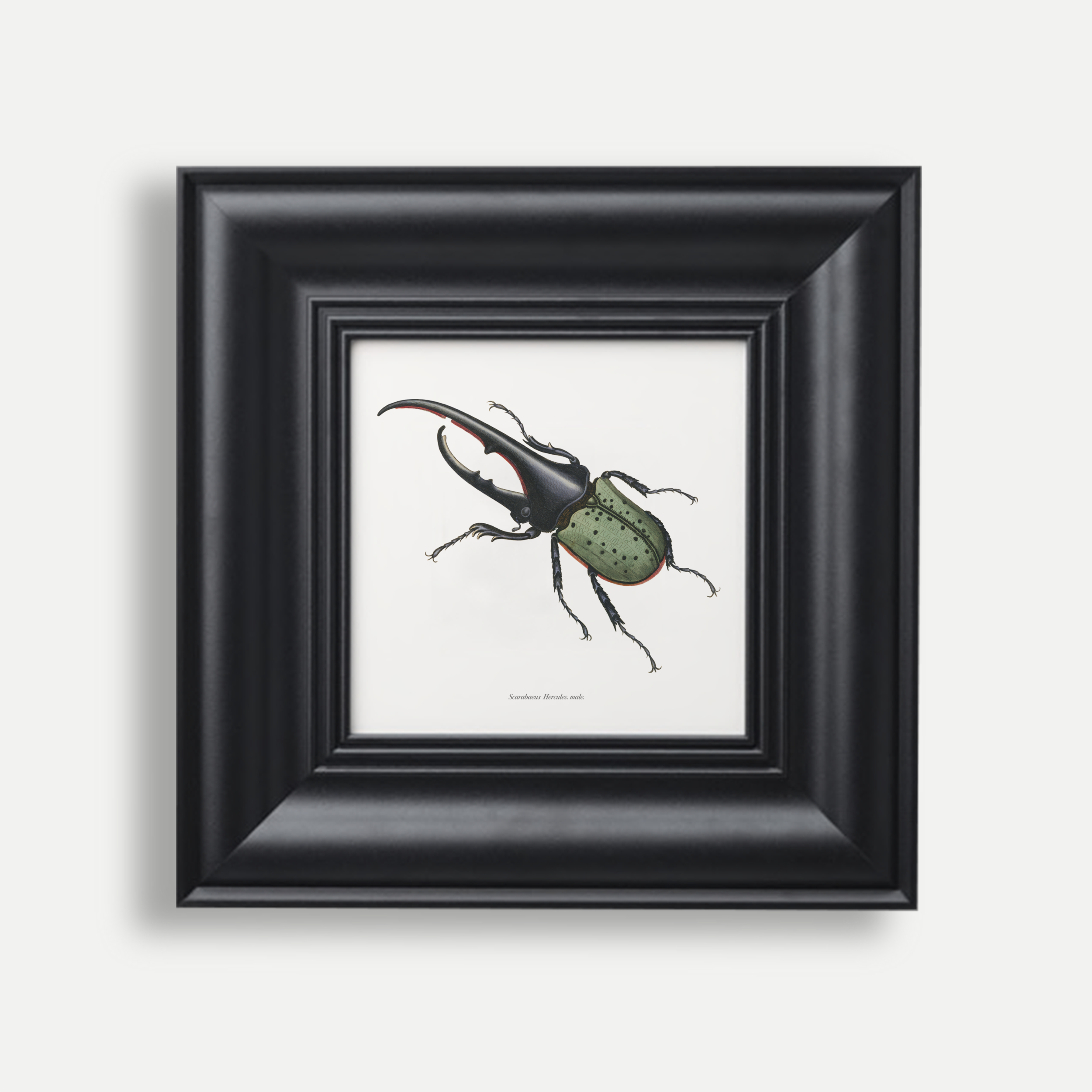 ScarabeusPrint.png