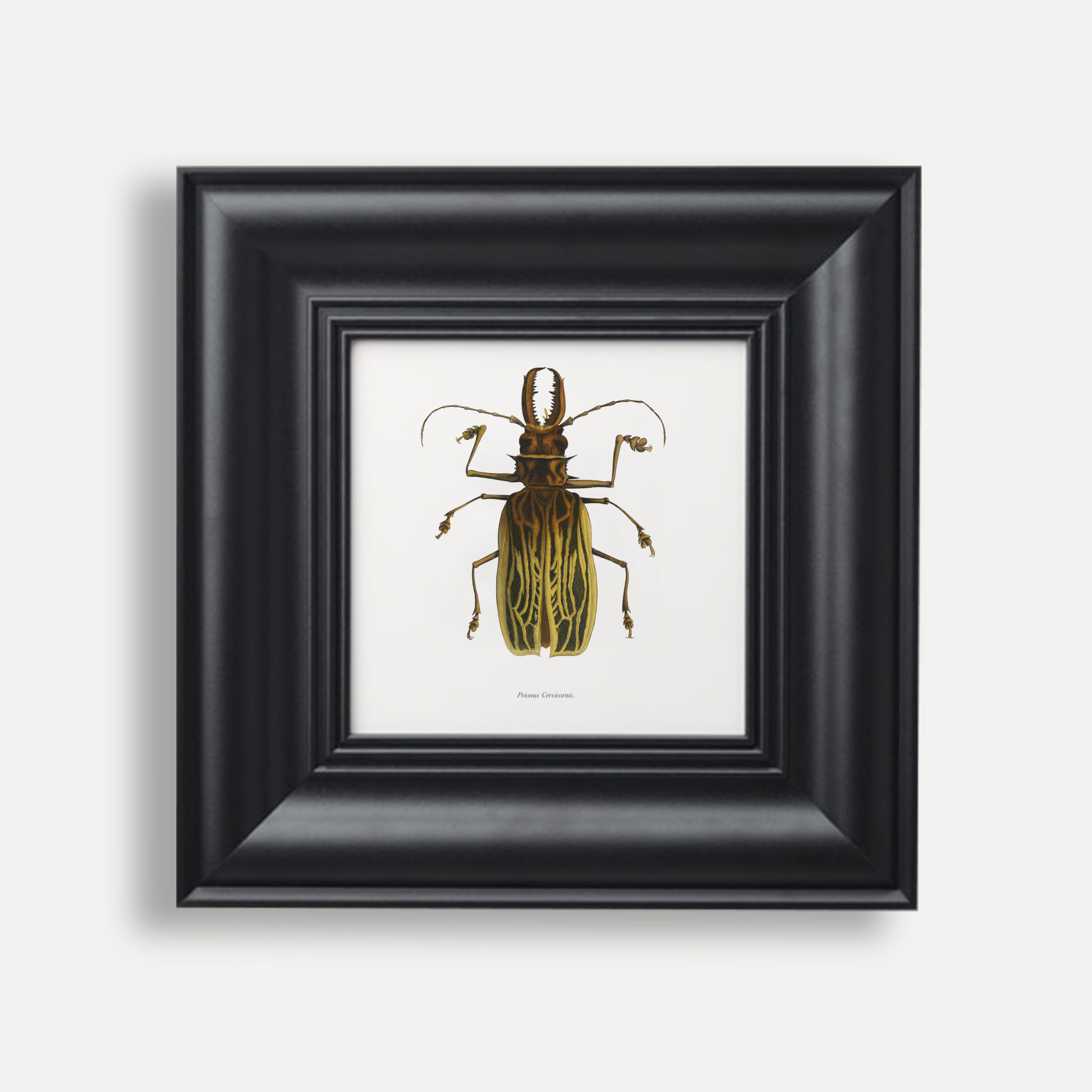 ‘Set of Three’ Beetle Prints