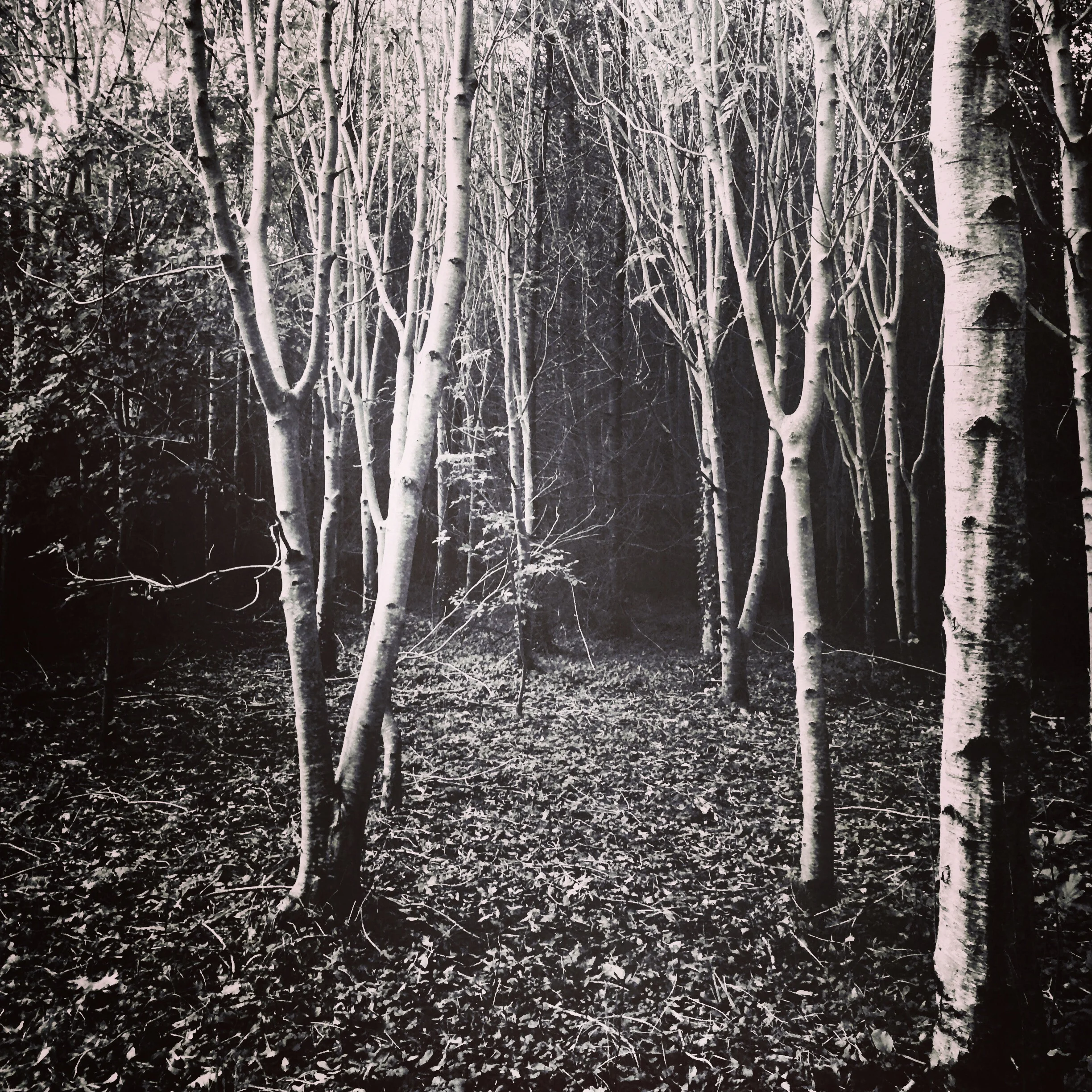 TheWood_silhouette.png