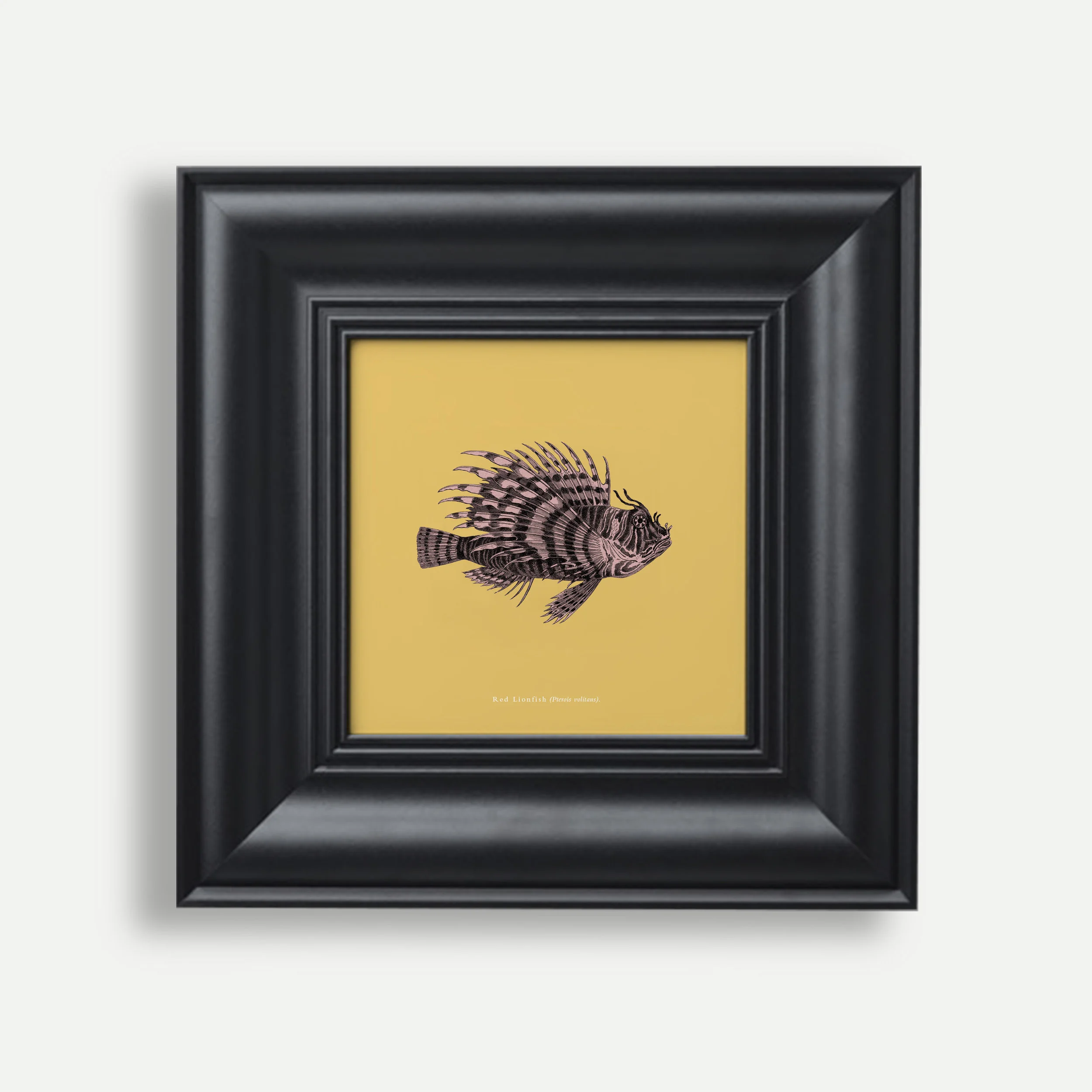 ‘Set of Three’ Fish Prints