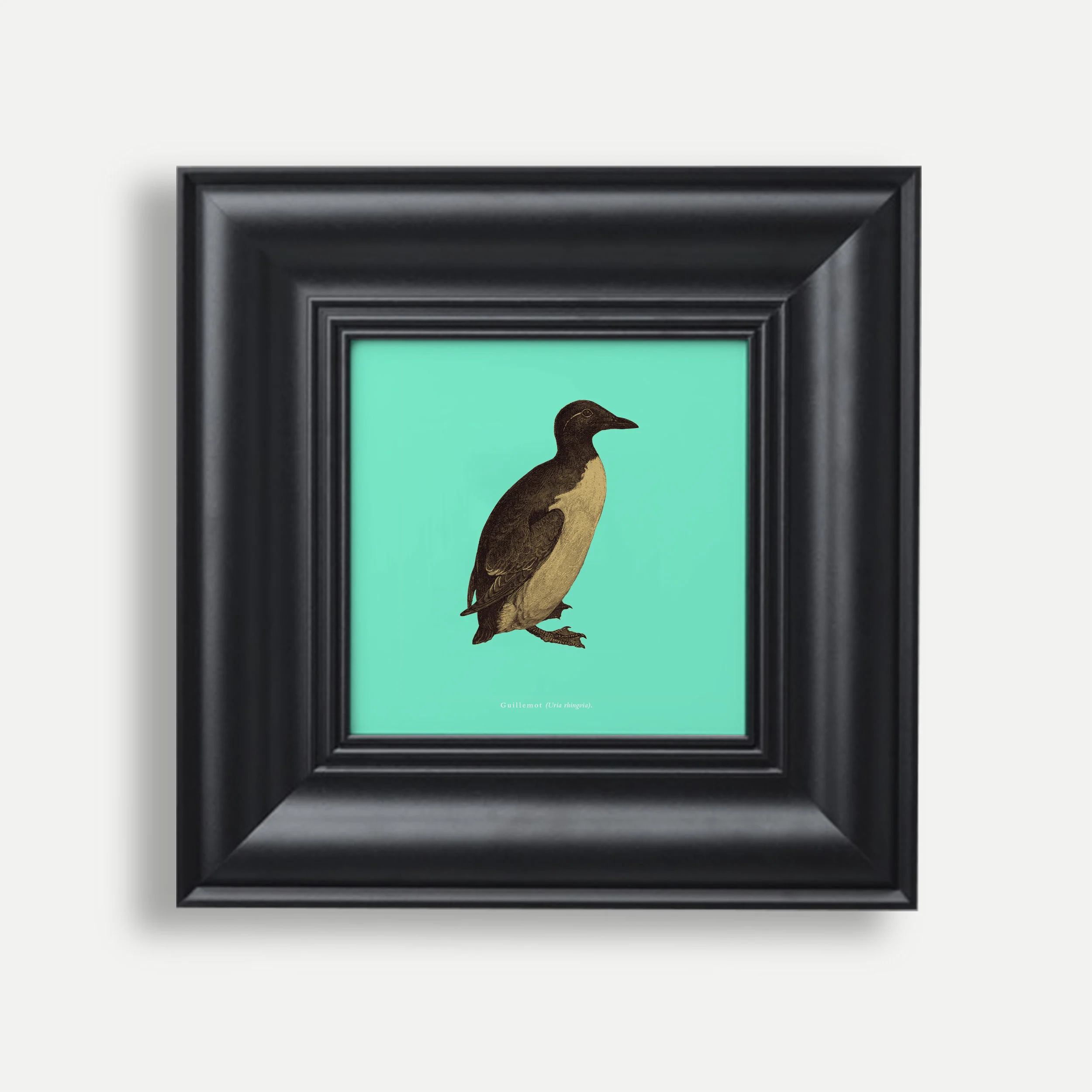 ‘Set of Three’ Bird Prints