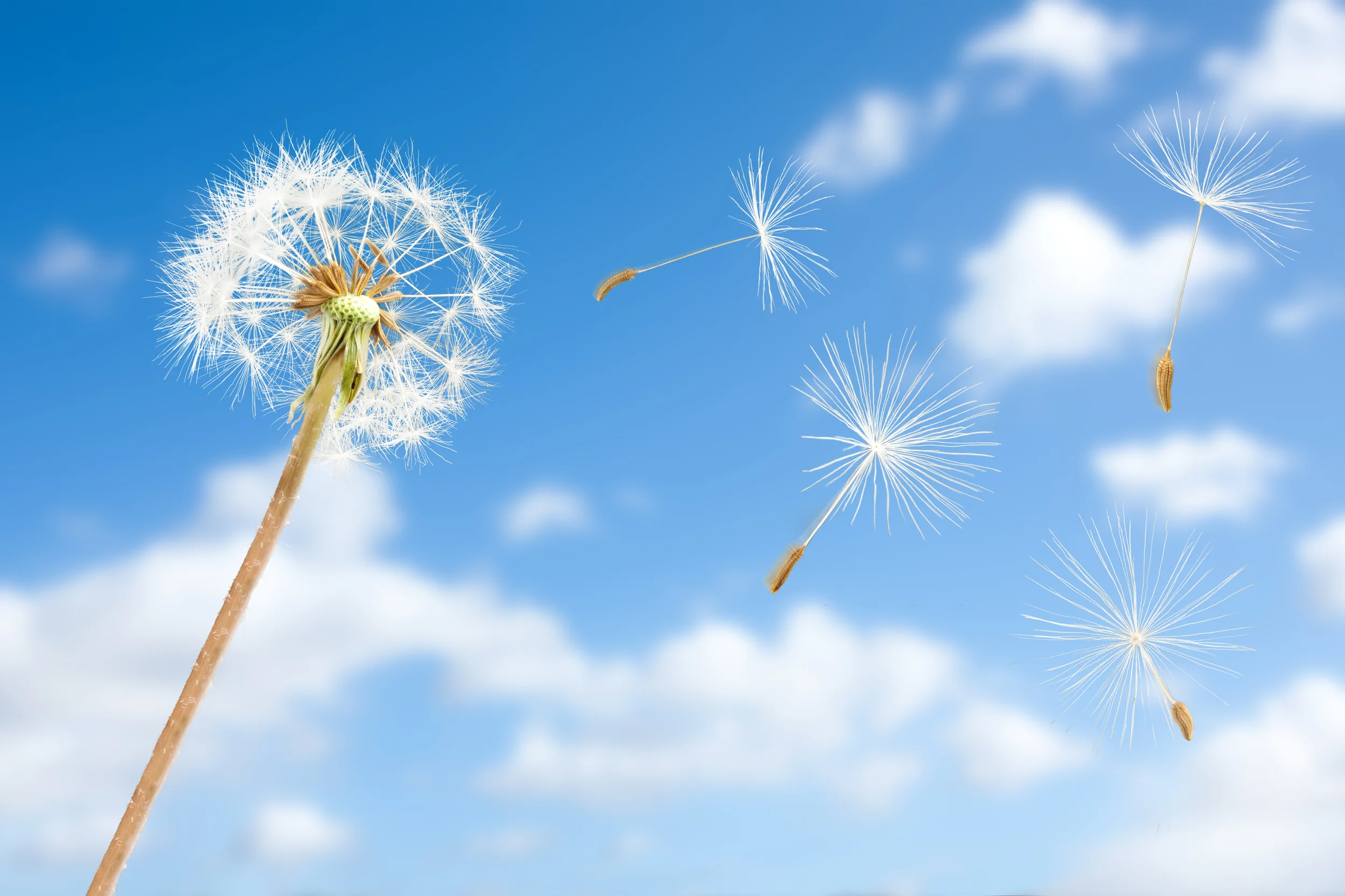 dreamstime_xxl_17698507.jpg