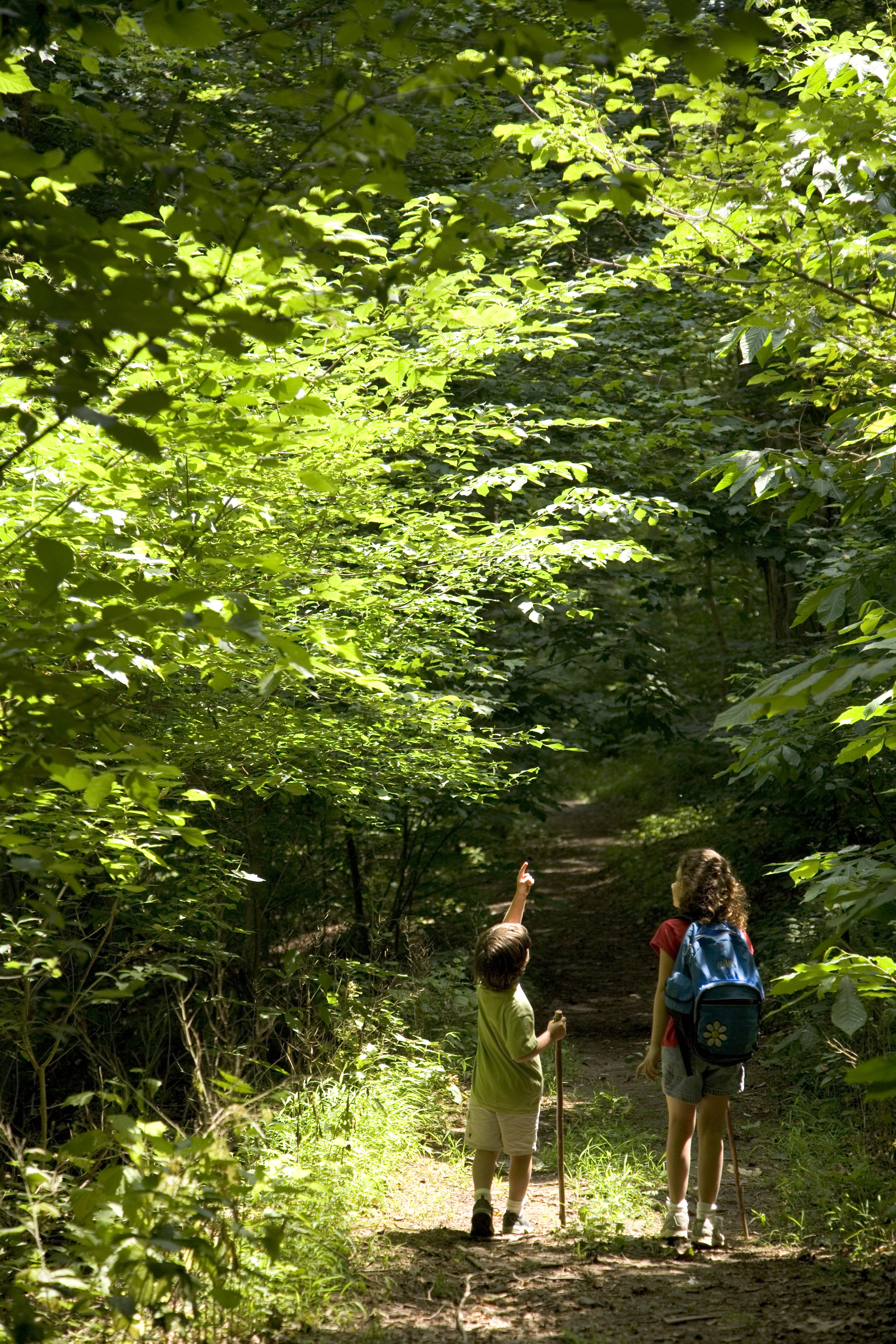 Children walking on a wooded path