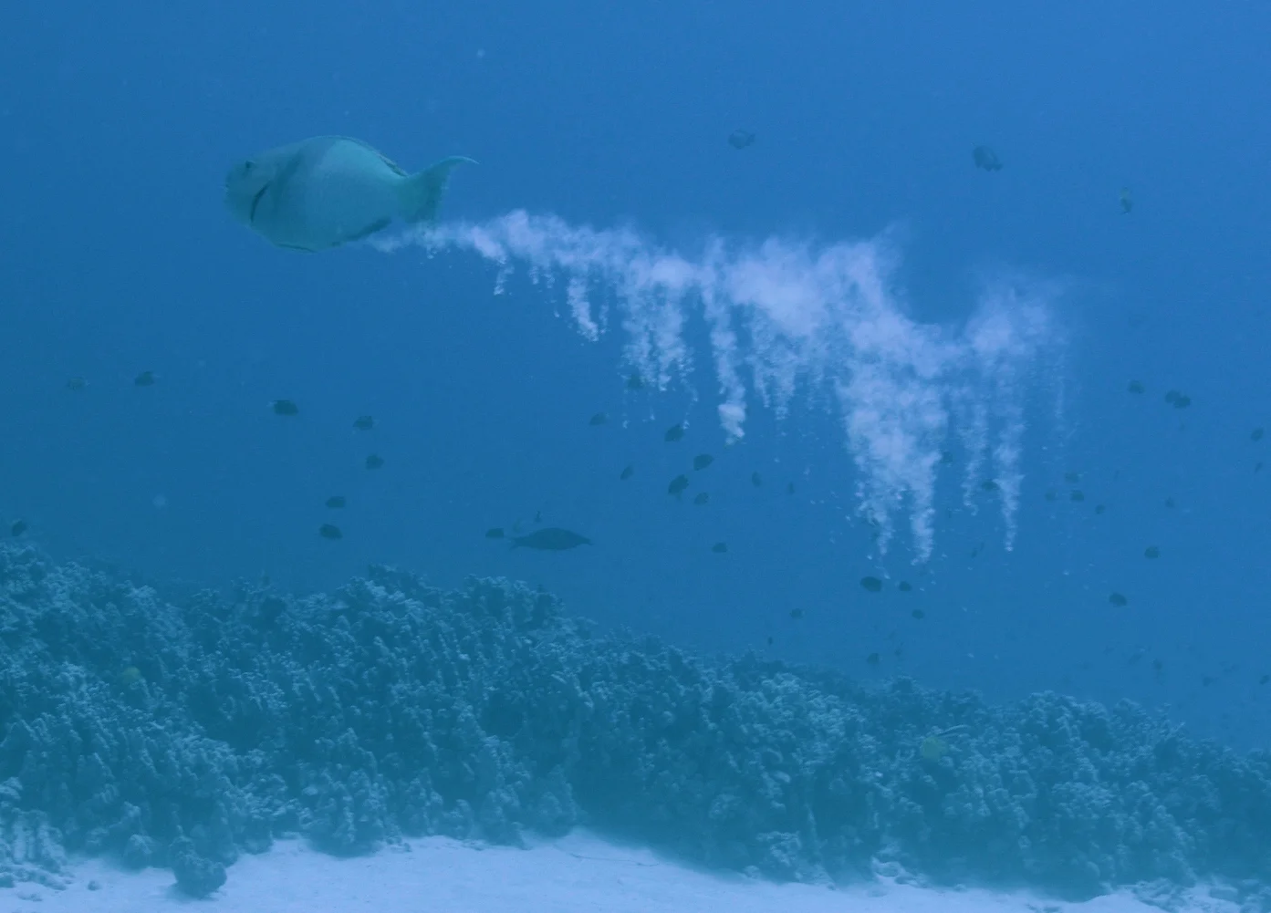 Parrotfish Poops.jpg