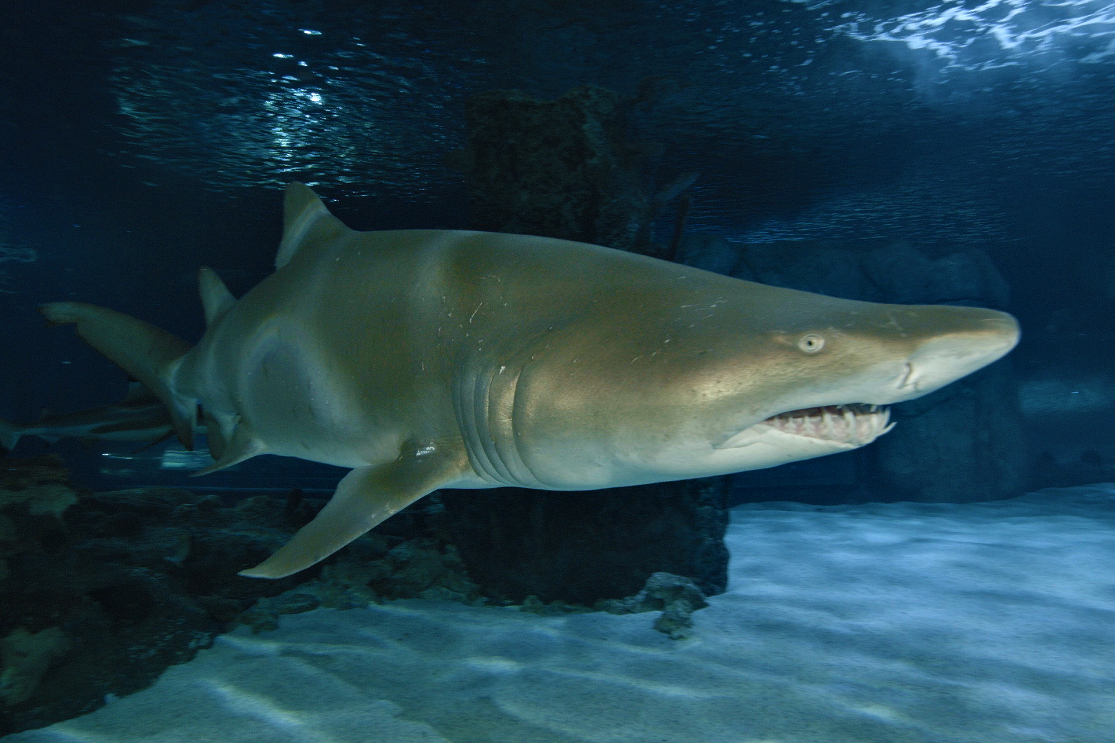 Sand Tiger Shark