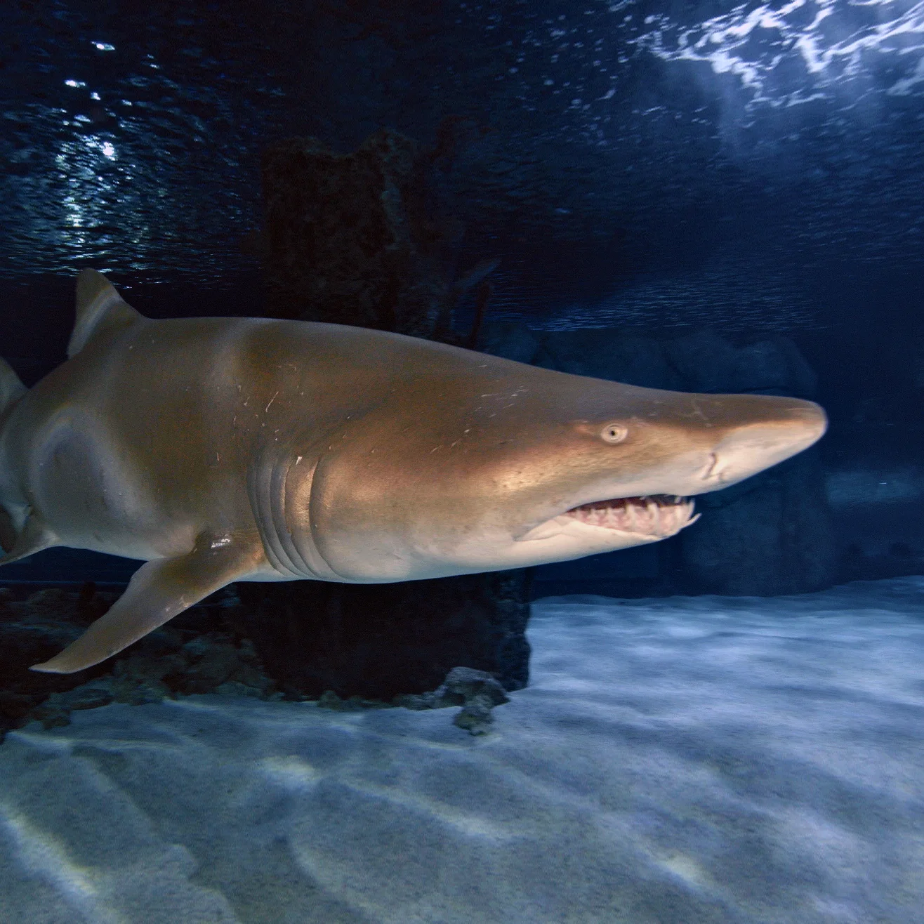 Amaze Your Friends with Shark Knowledge!
