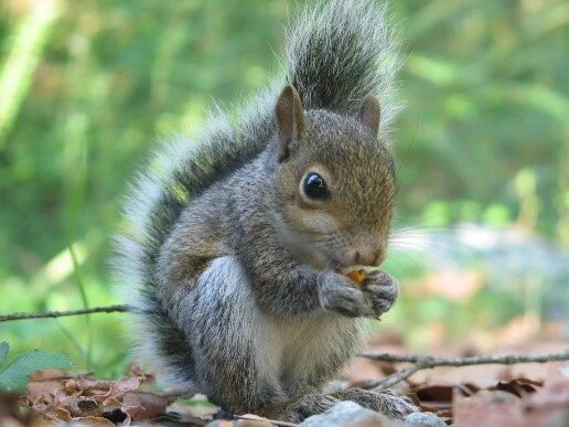 squirrel.jpg