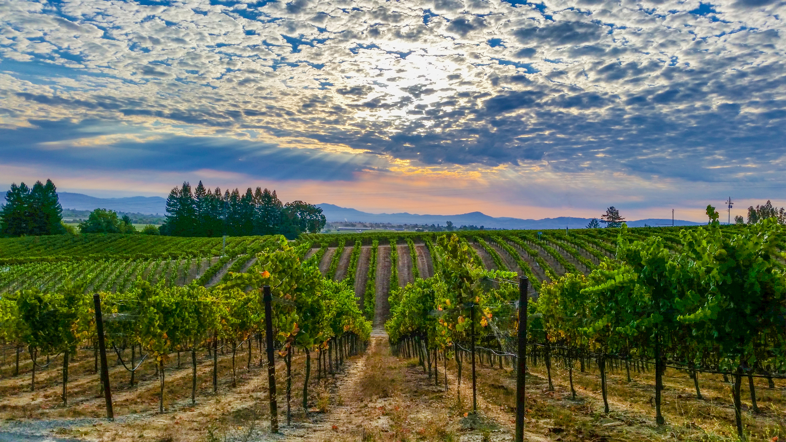 Vineyard_Edited.jpg