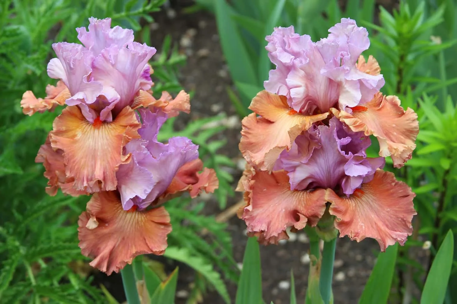 Portland florist designs with Bearded Iris flowers for pops of color