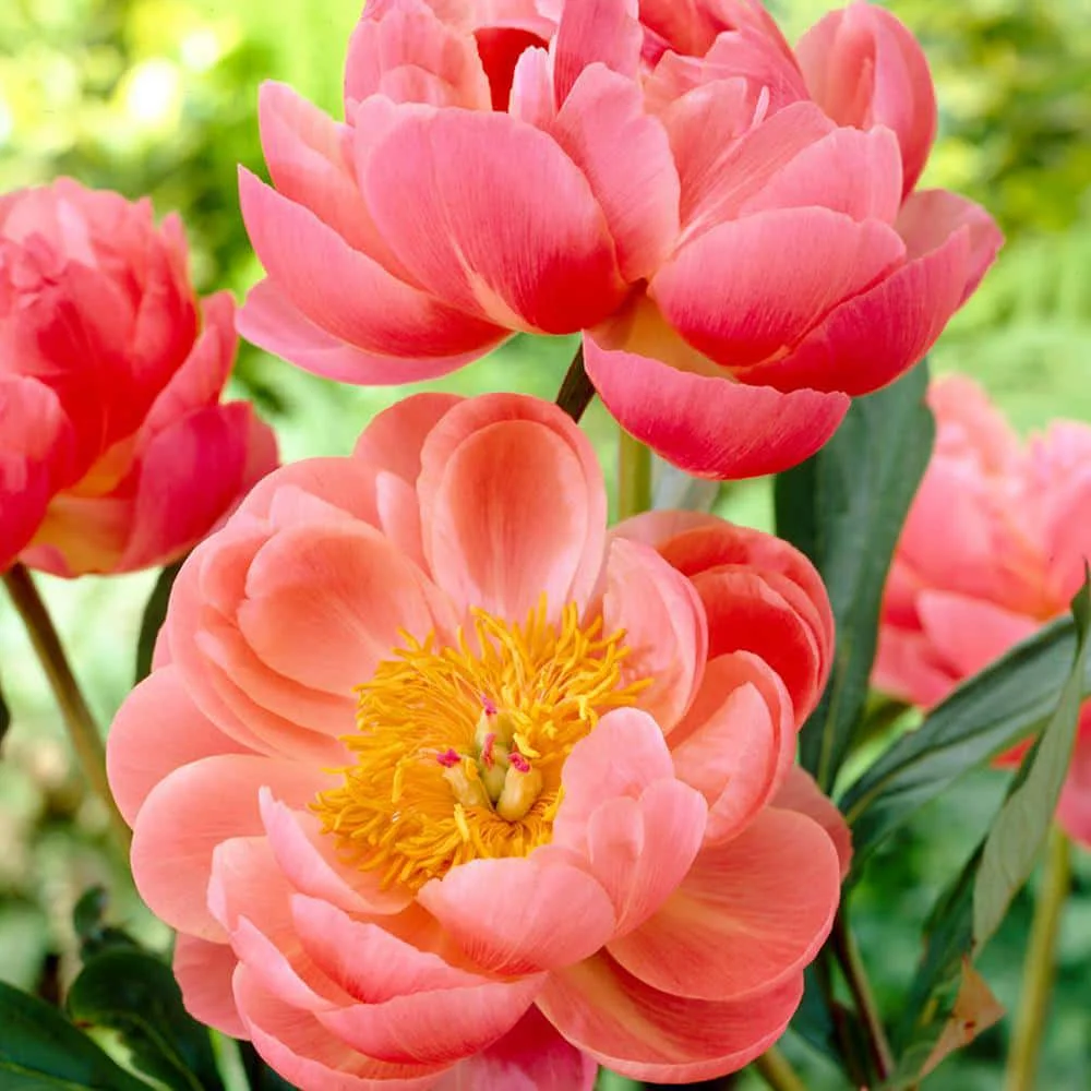 Peonies are a flower favorite for weddings and Portland florists